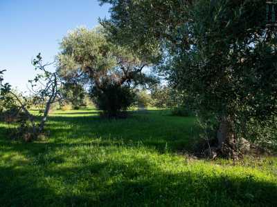 ...e alberi di ulivi e fichi
